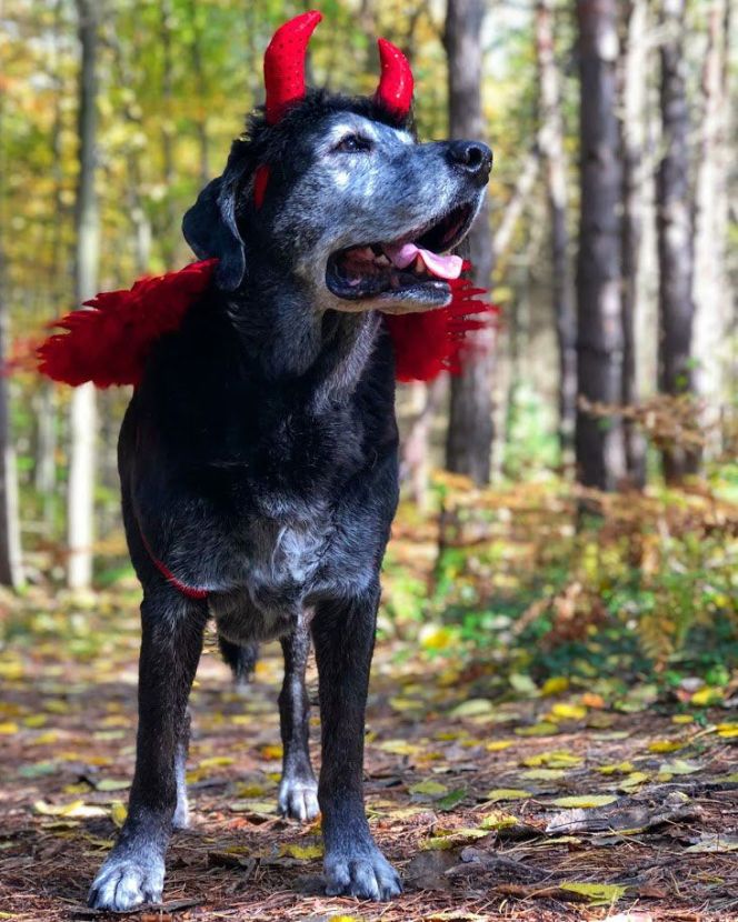 My Handsome Devil, Finn, Halloween 2019