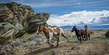 Brush Creek Ranch virtual background