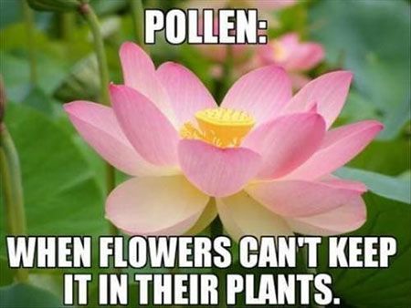 Pollen: When flowers can't keep it in their pants